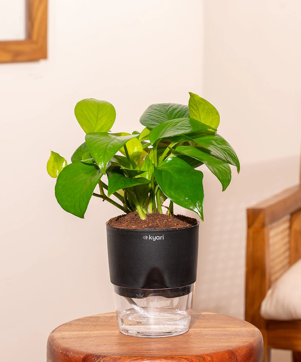 Product image 183