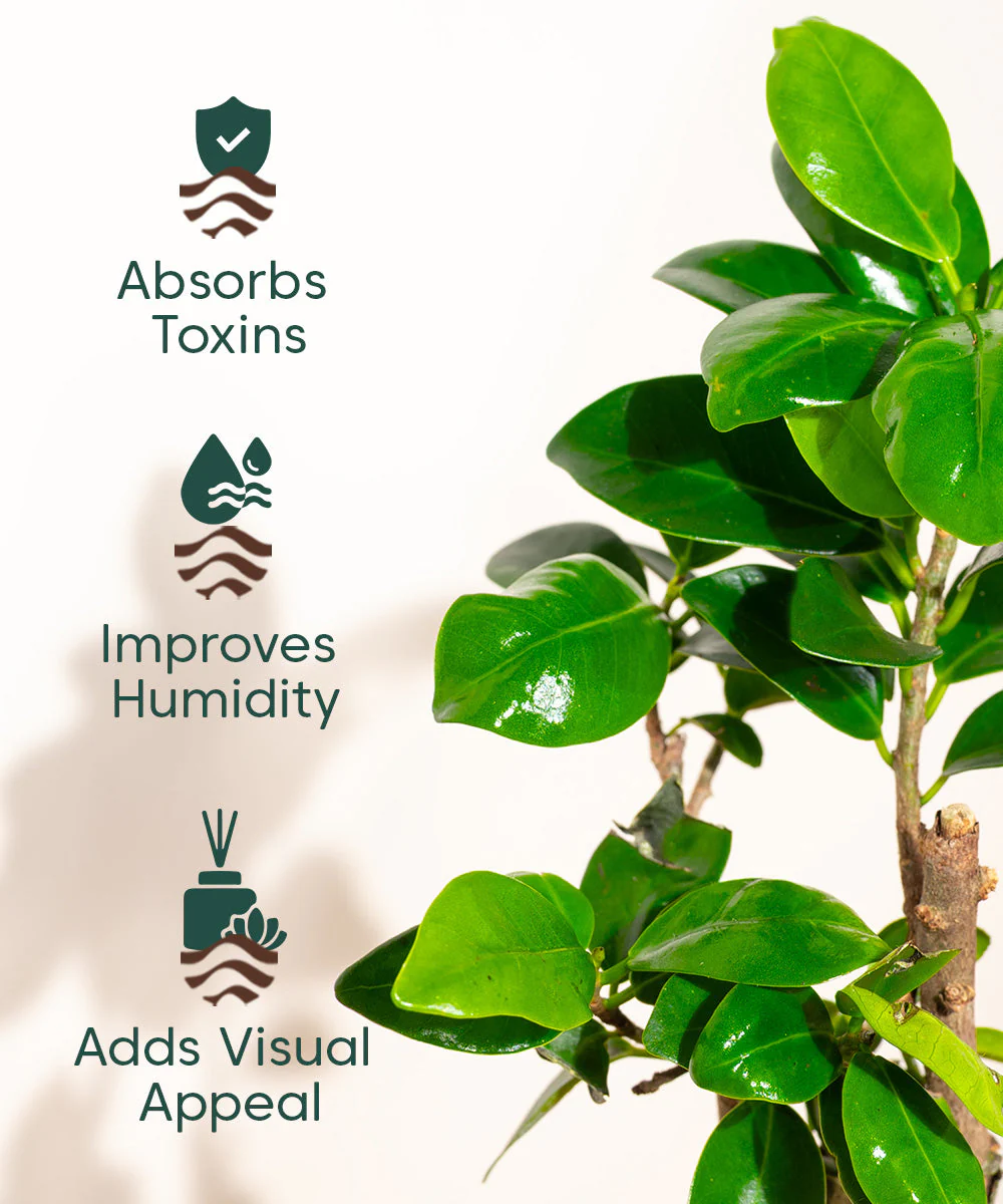 Product image 77