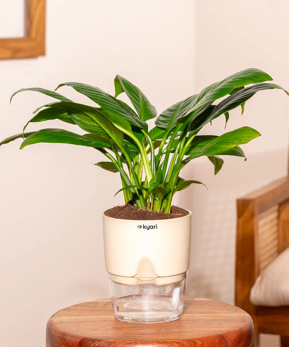 Product image 117