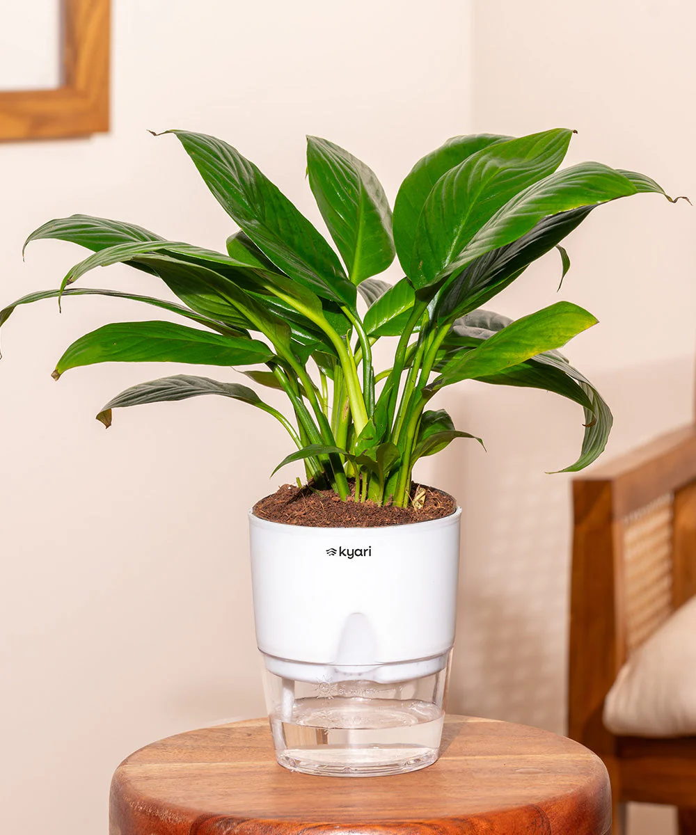 Product image 119