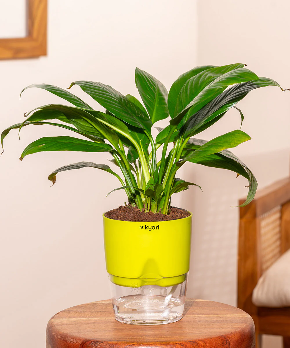 Product image 165
