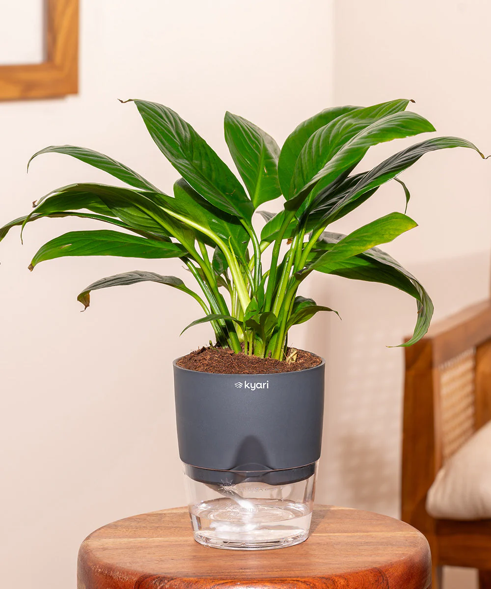 Product image 171