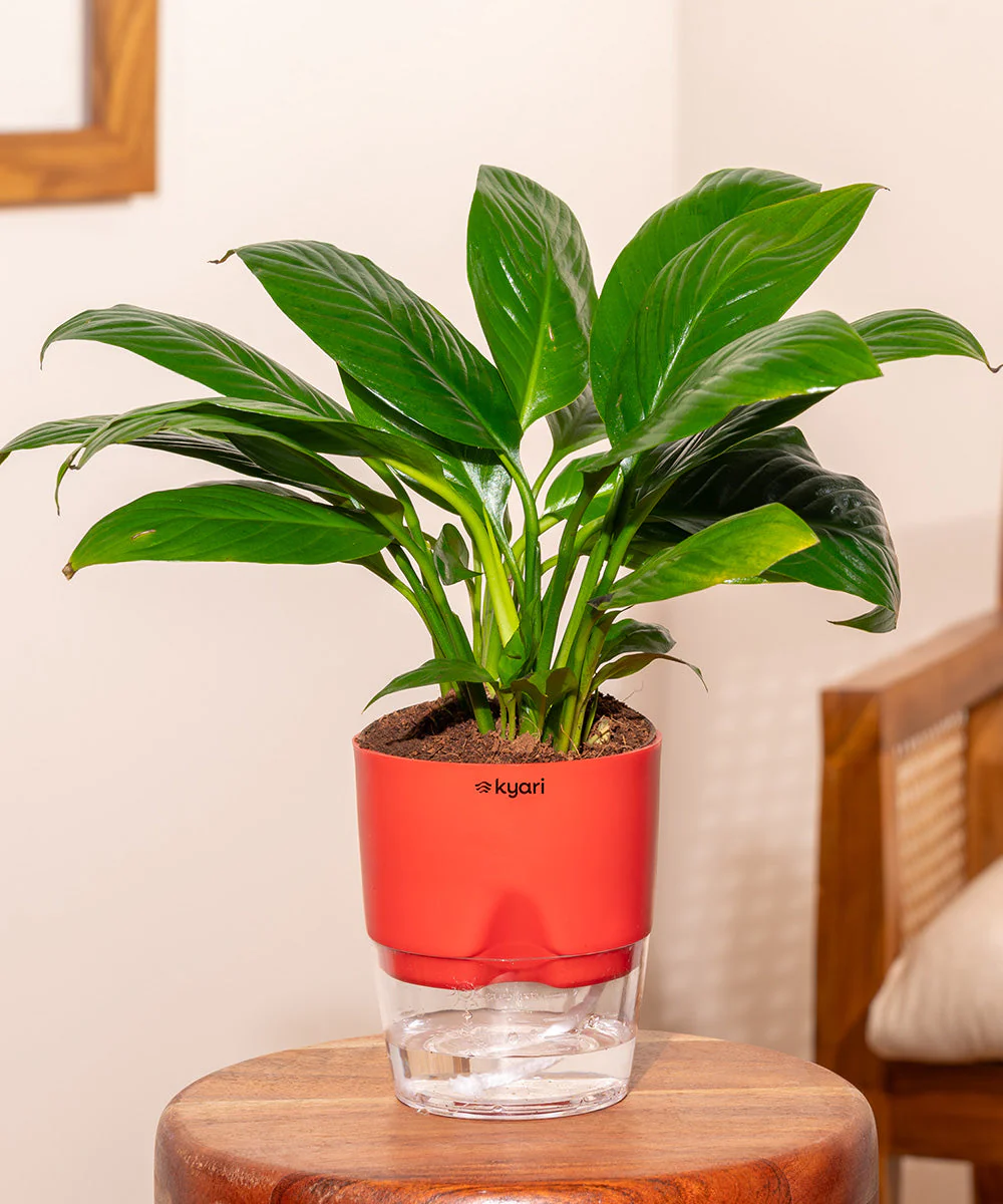 Product image 95